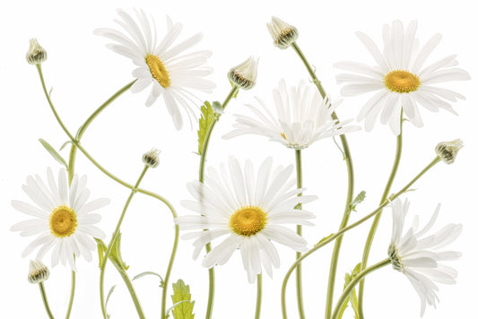 Ox eye Daisies - Poster / Art Print
