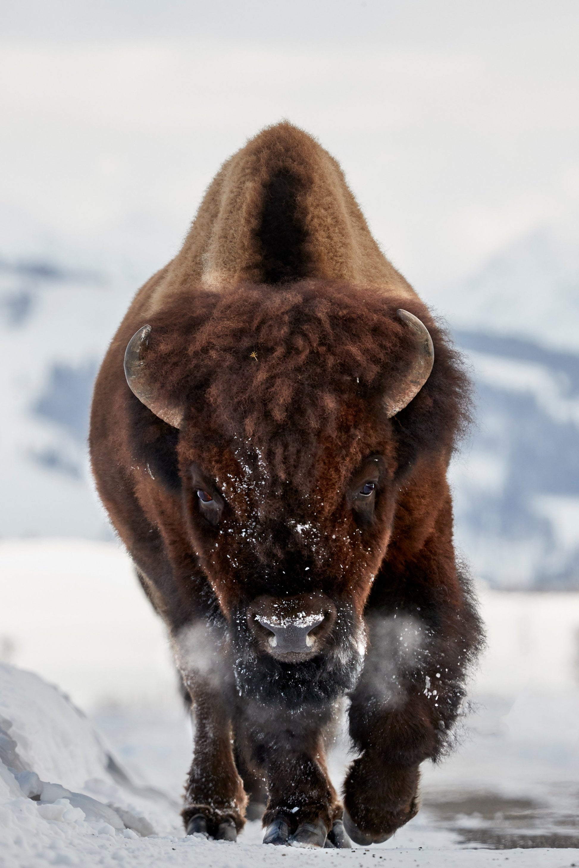 Bison Incoming - Poster / Art Print