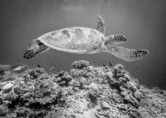 Sea Turtle at Sipadan - Poster / Art Print