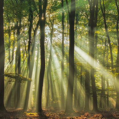 Sunny start to the day ........ - Poster / Art Print