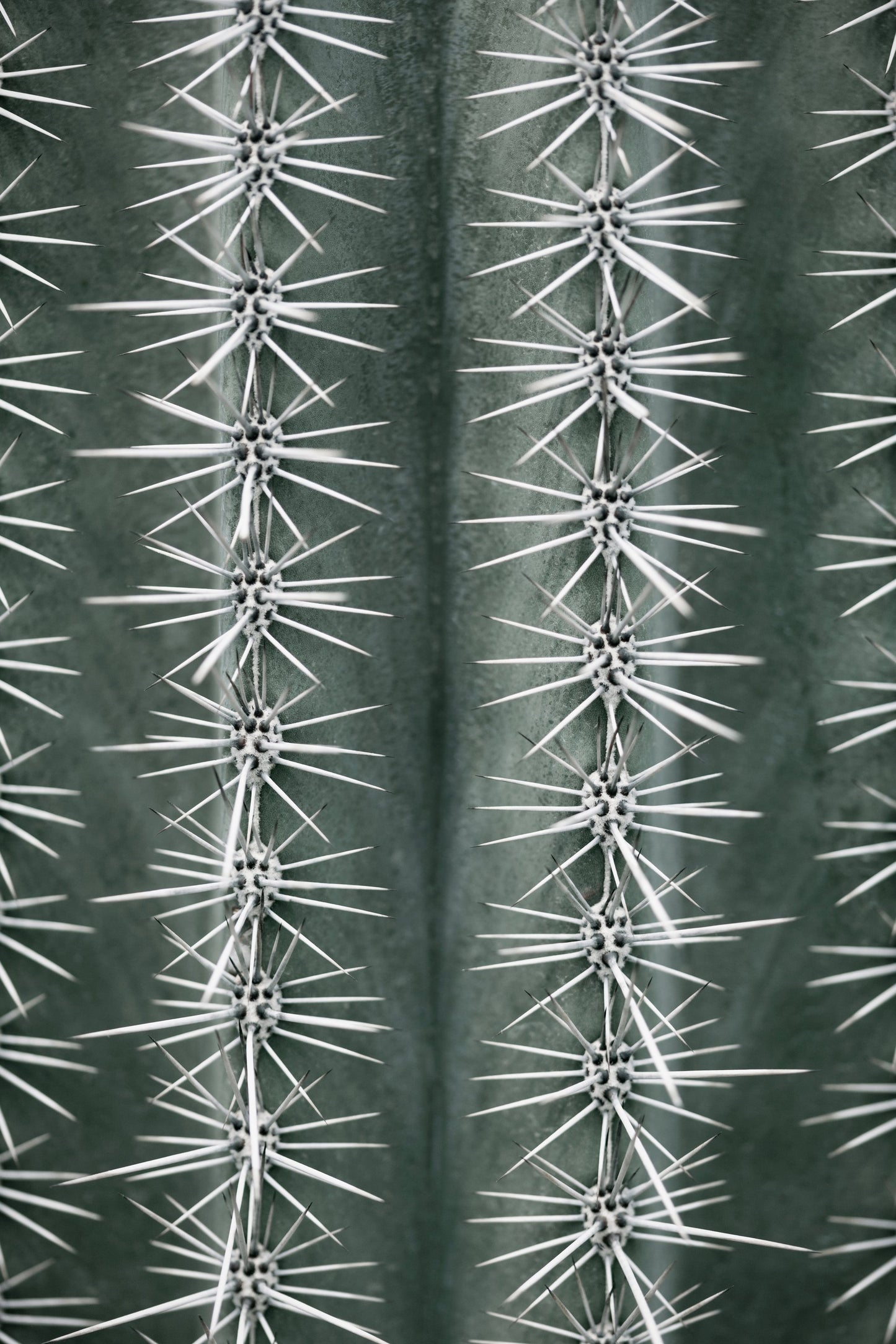 Cactus green - Poster / Art Print