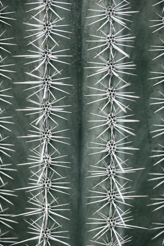 Cactus green - Poster / Art Print