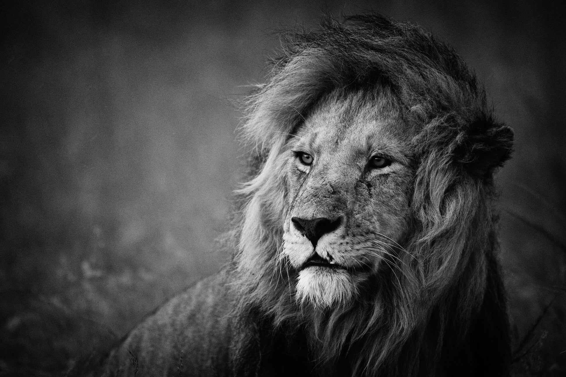Regal - Poster / Art Print