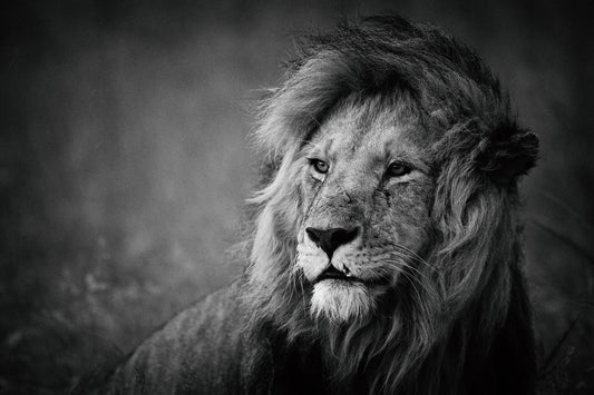 Regal - Poster / Art Print