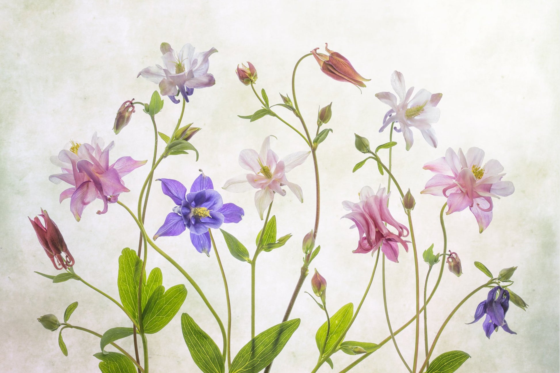 Columbine - Poster / Art Print