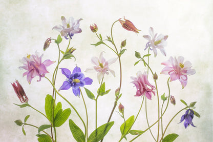Columbine - Poster / Art Print