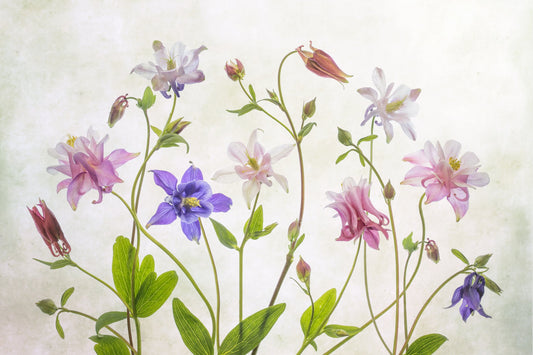 Columbine - Poster / Art Print