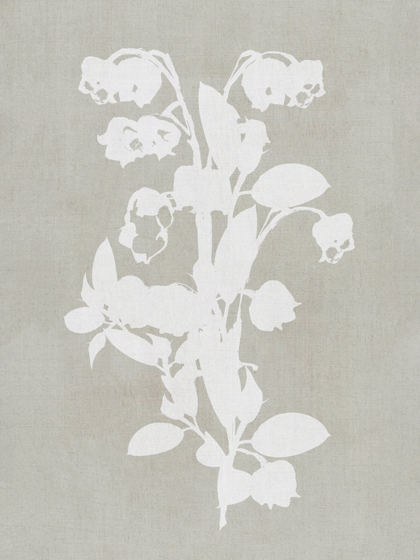 Botanical Illustration 4 - Poster / Art Print