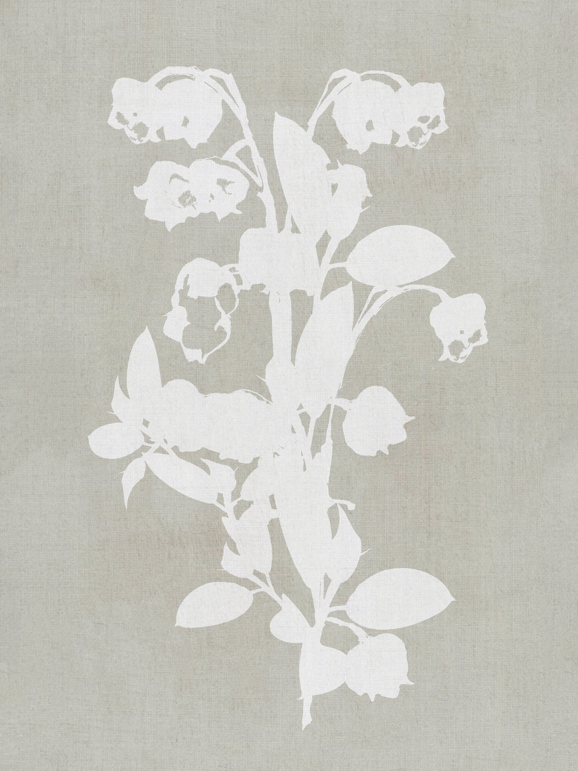 Botanical Illustration 4 - Poster / Art Print