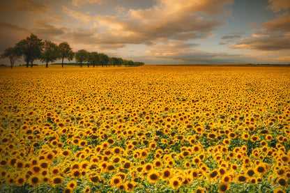 Sunflowers - Poster / Art Print