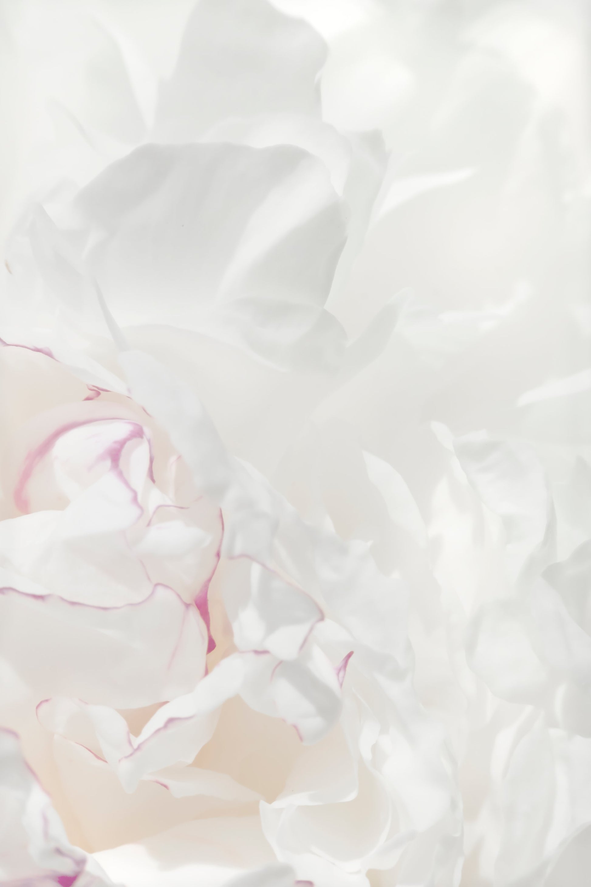 Peony 21 - Poster / Art Print