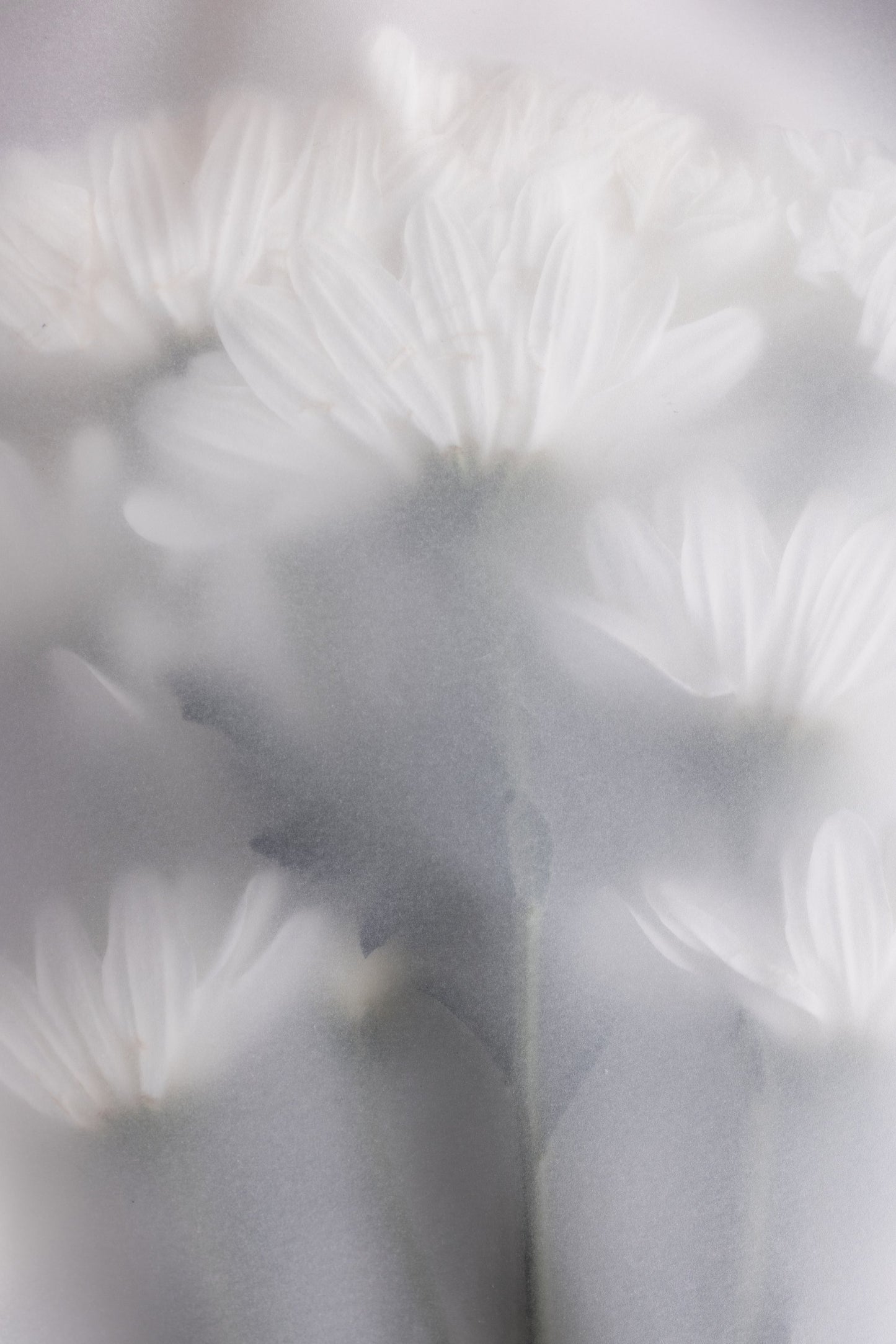 Blurred Flowers 6 - Poster / Art Print