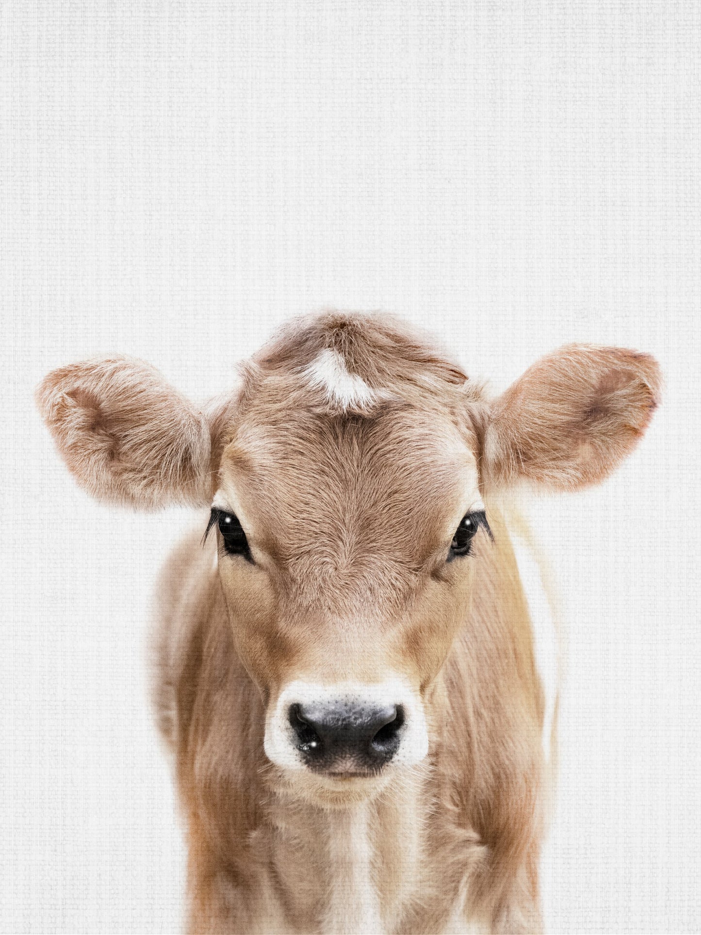 Peekaboo Baby Cow - Poster / Art Print