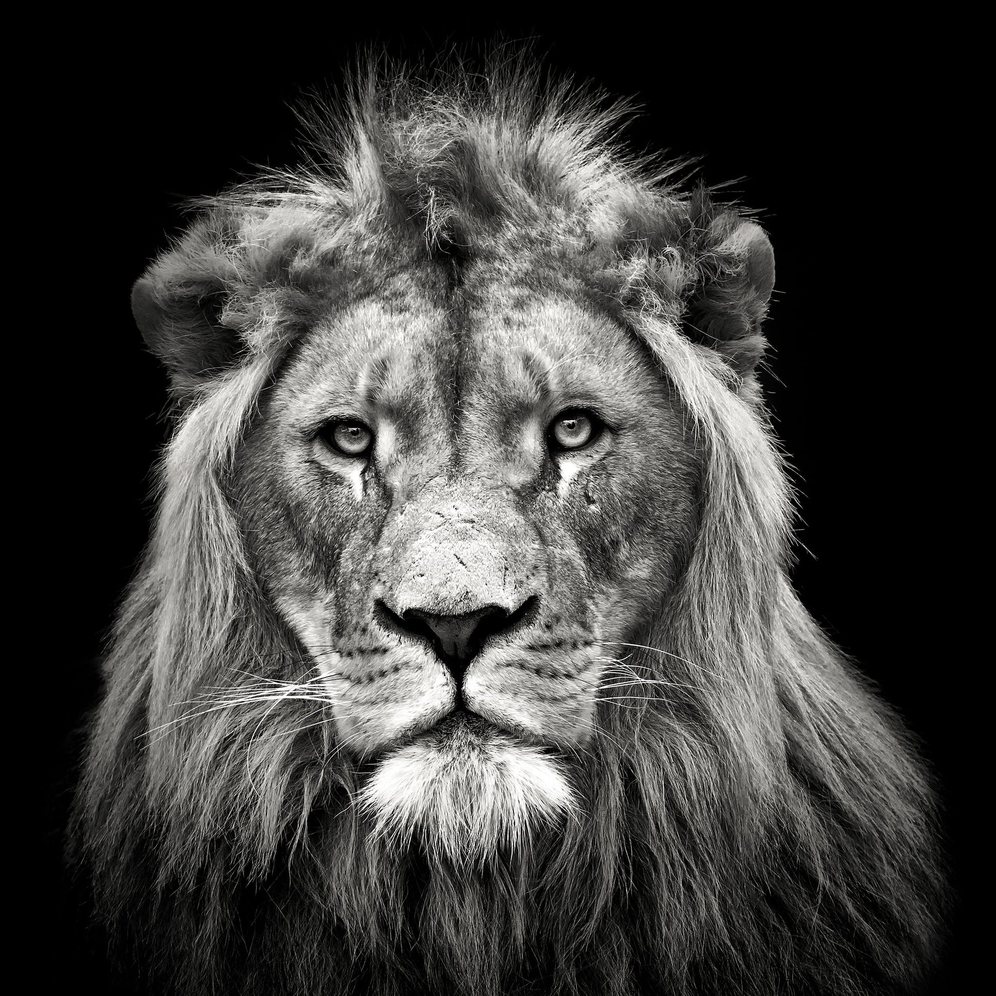 Young Male Lion - Poster / Art Print