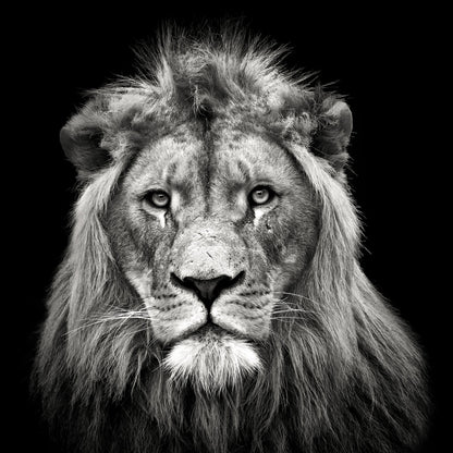 Young Male Lion - Poster / Art Print