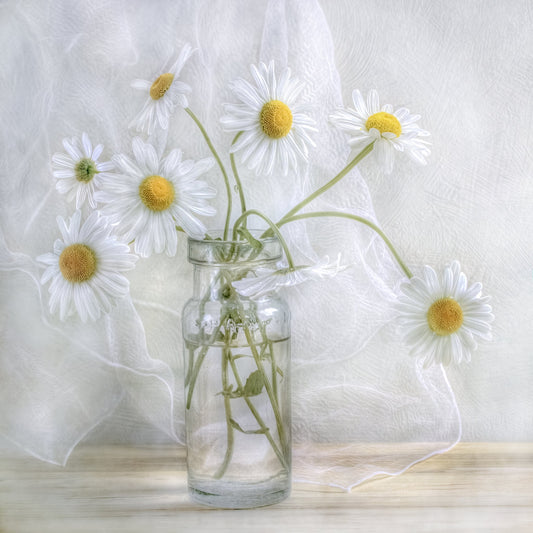 Daisies - Poster / Art Print