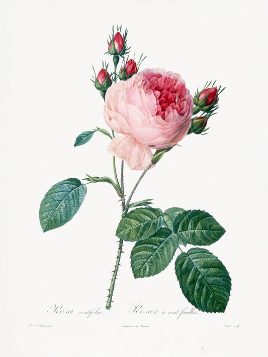 Rosier a Cent Feuilles, From Les Roses - Poster / Art Print
