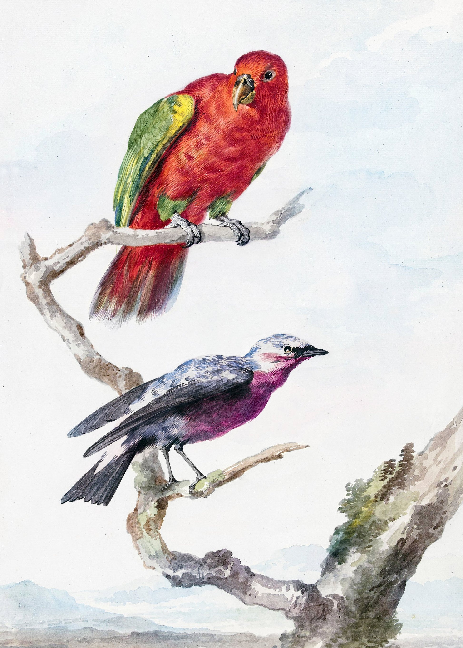 Two Birds, Including a Red Green Parrot - Poster / Art Print