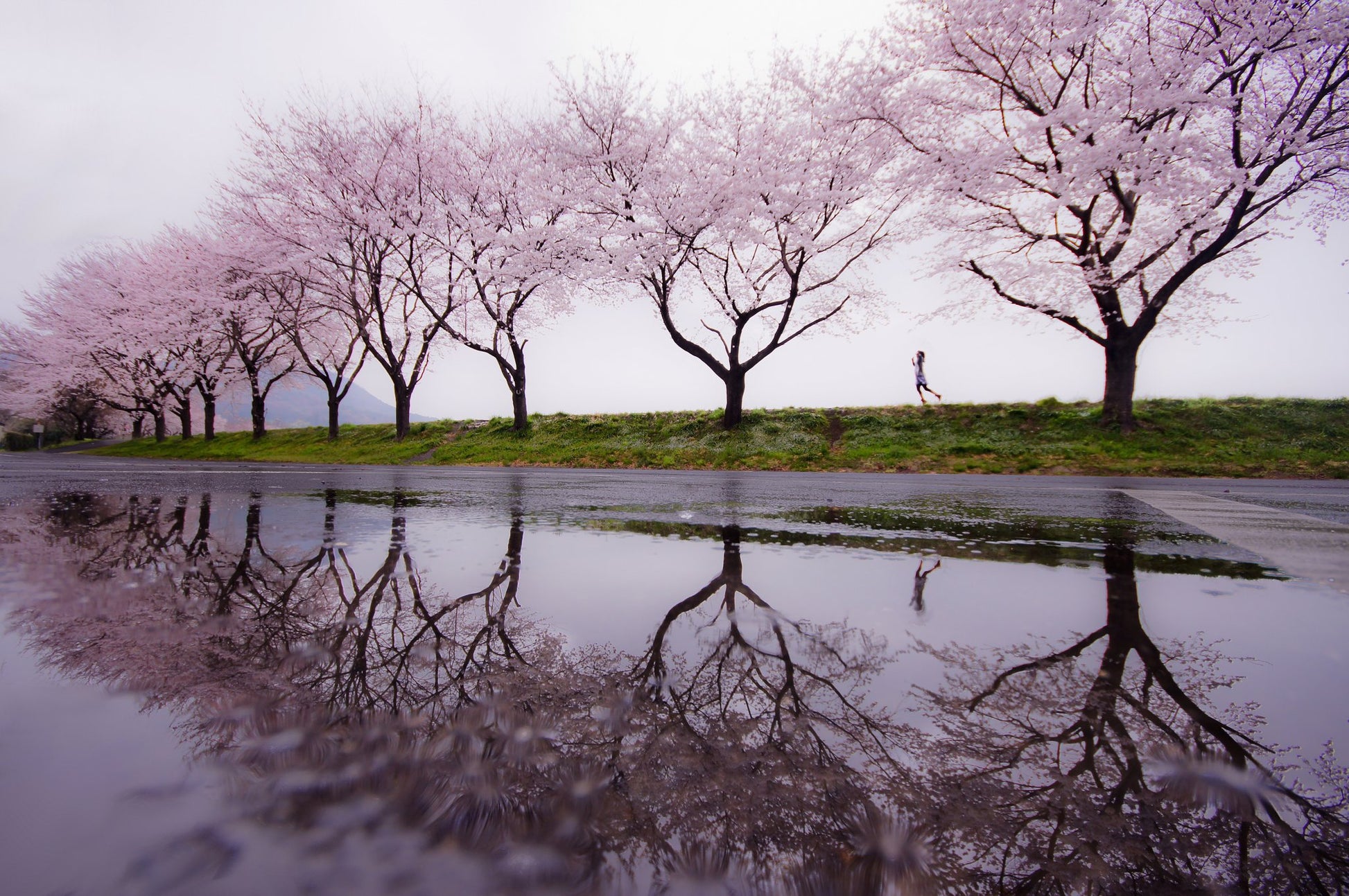 Rain of spring - Poster / Art Print