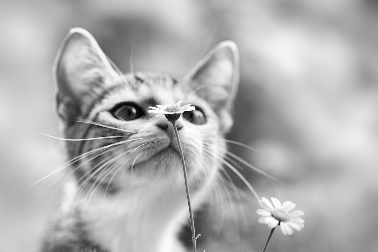 Curious - Poster / Art Print