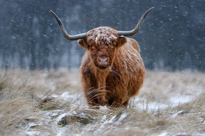 Snowy Highland cow - Poster / Art Print