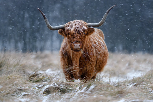 Snowy Highland cow - Poster / Art Print