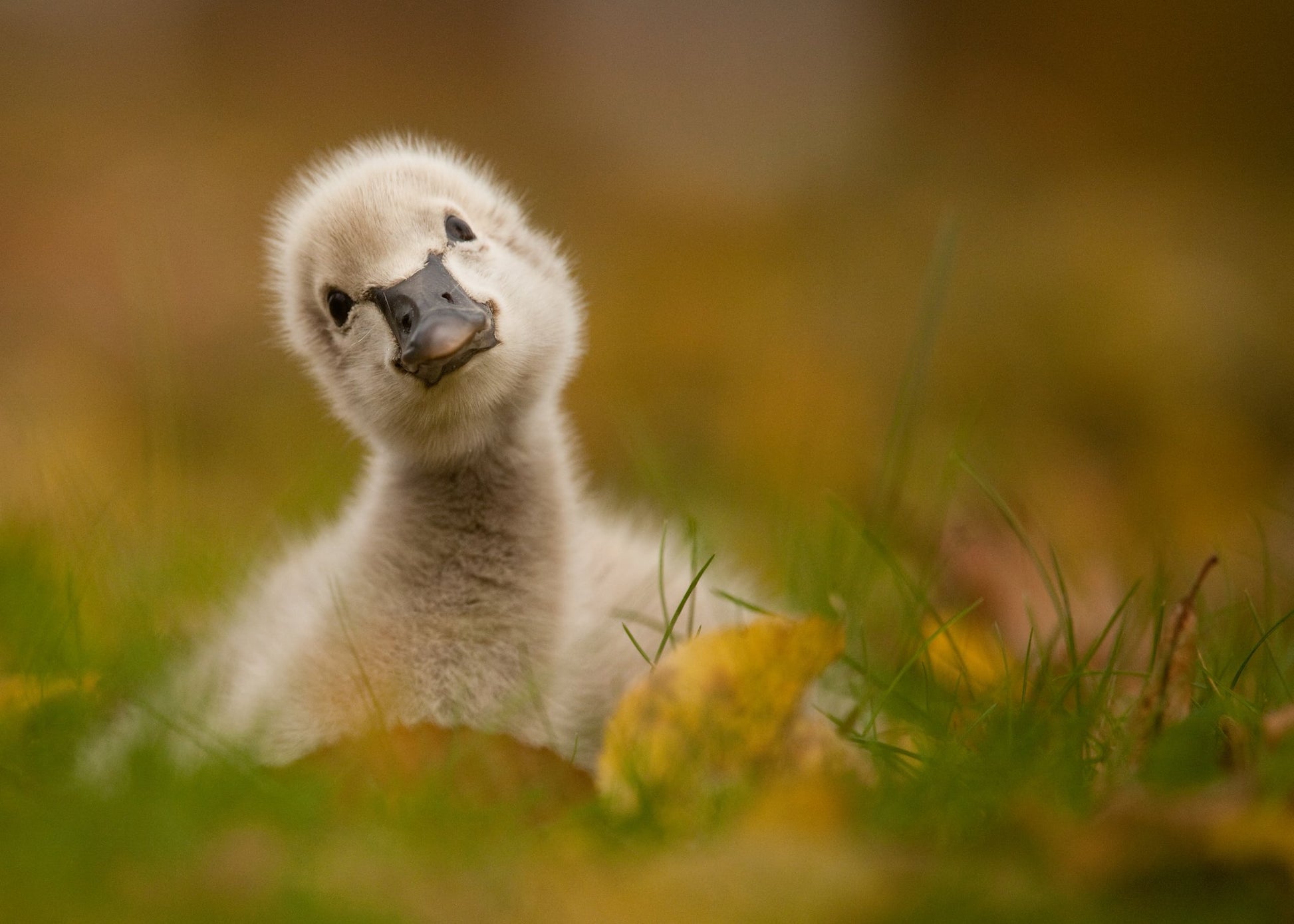 Black Swan Baby - Poster / Art Print