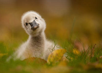 Black Swan Baby - Poster / Art Print