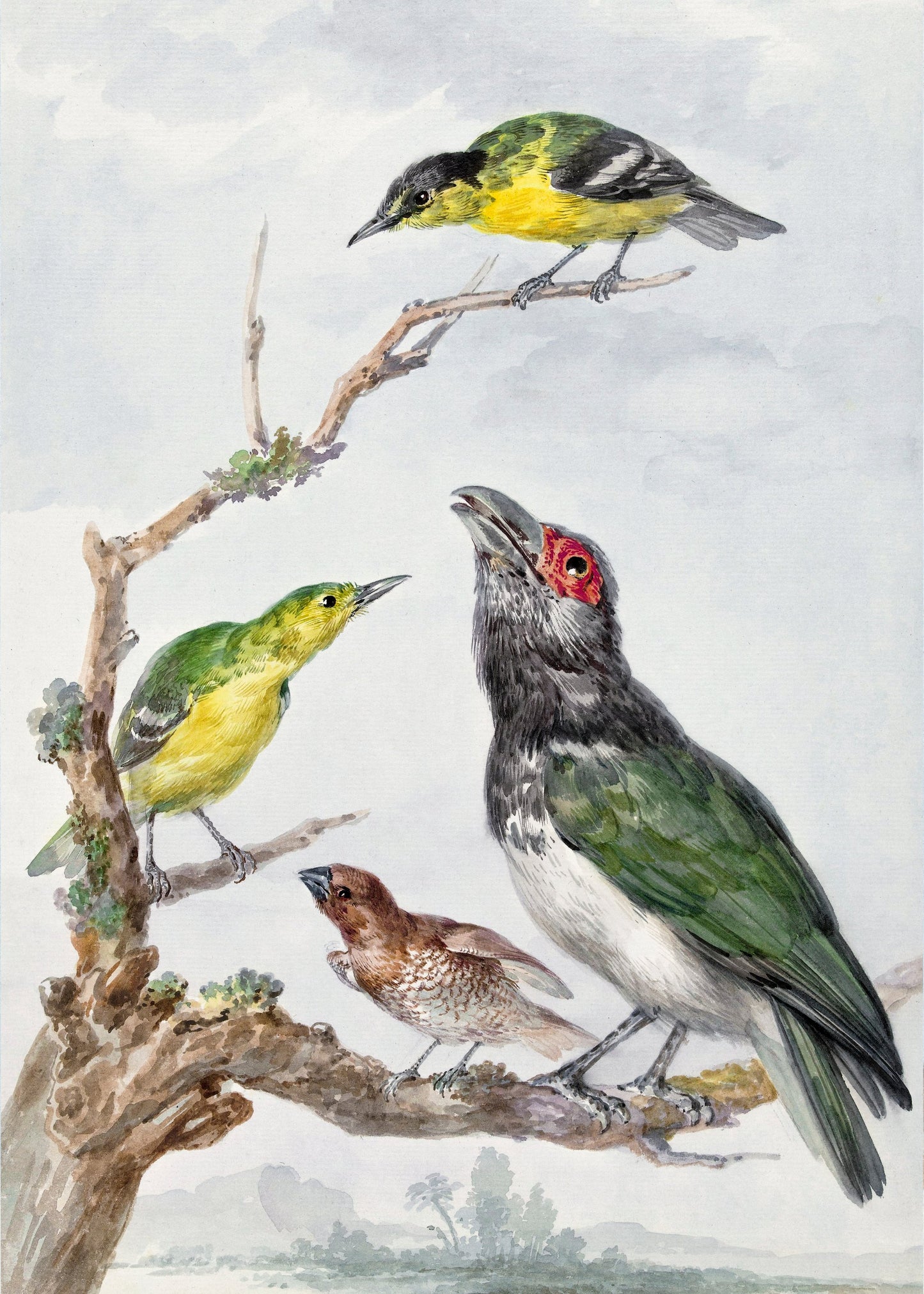 Four Different Birds On a Branch - Poster / Art Print