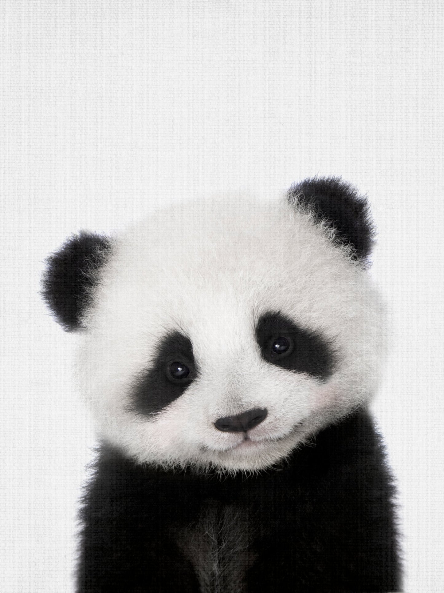 Peekaboo Baby Panda - Poster / Art Print