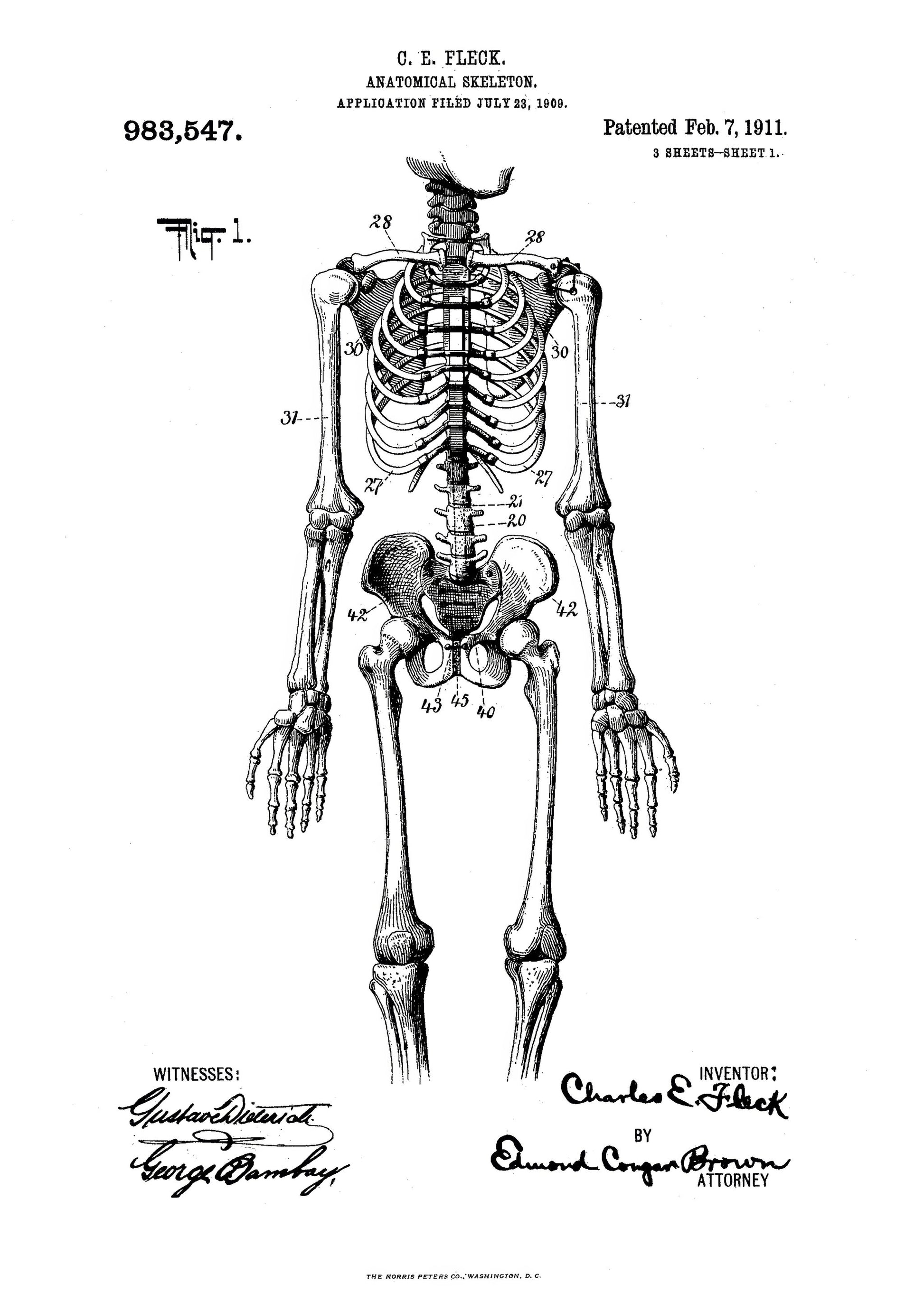 Anatomical Skeleton Patent 1911 - Poster / Art Print
