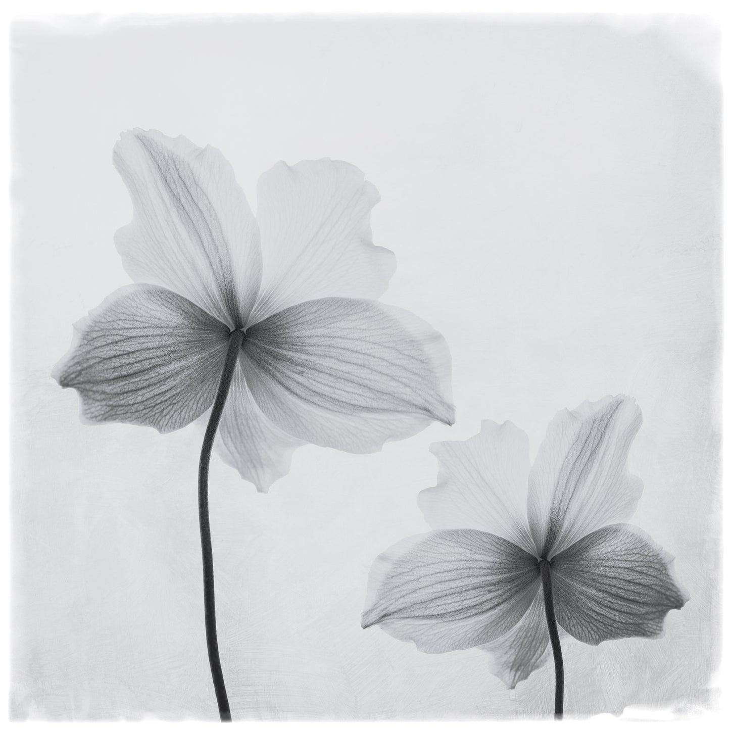 Anemone hupehensis - Poster / Art Print