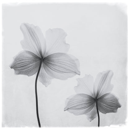 Anemone hupehensis - Poster / Art Print