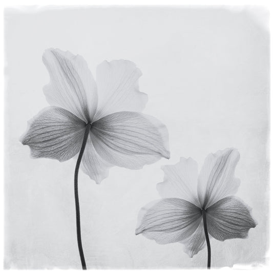 Anemone hupehensis - Poster / Art Print