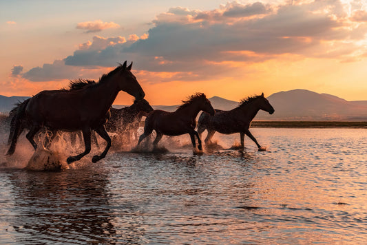 WATER HORSES - Poster / Art Print
