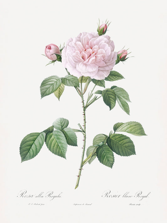 Royal White Rose, Les Roses (1817–1824) - Poster / Art Print