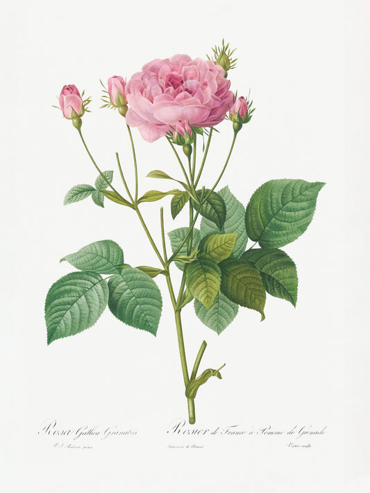 Rosa Gallica Granules, Les Roses (1817–1824) - Poster / Art Print