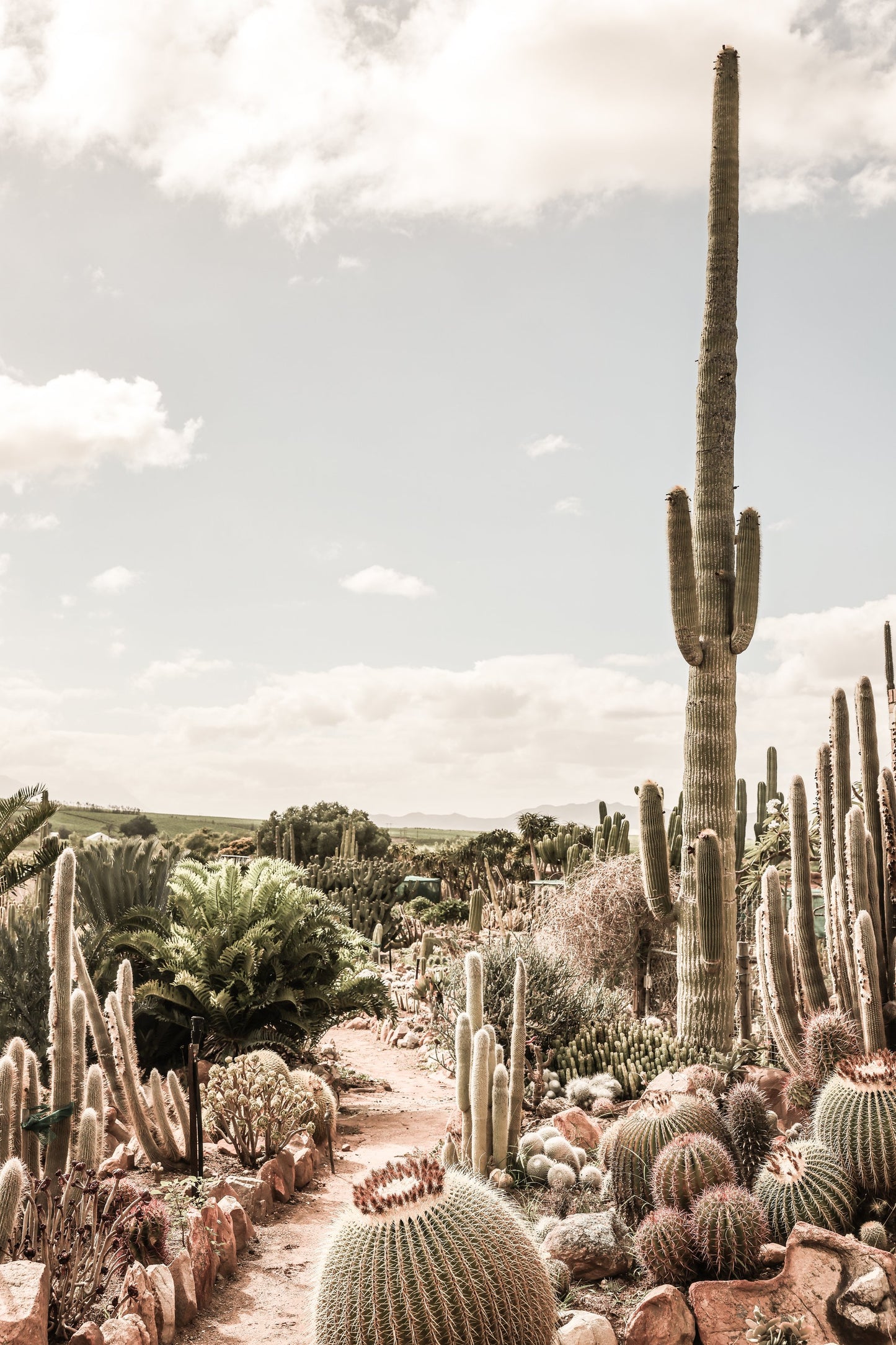 Catus Farm - Poster / Art Print