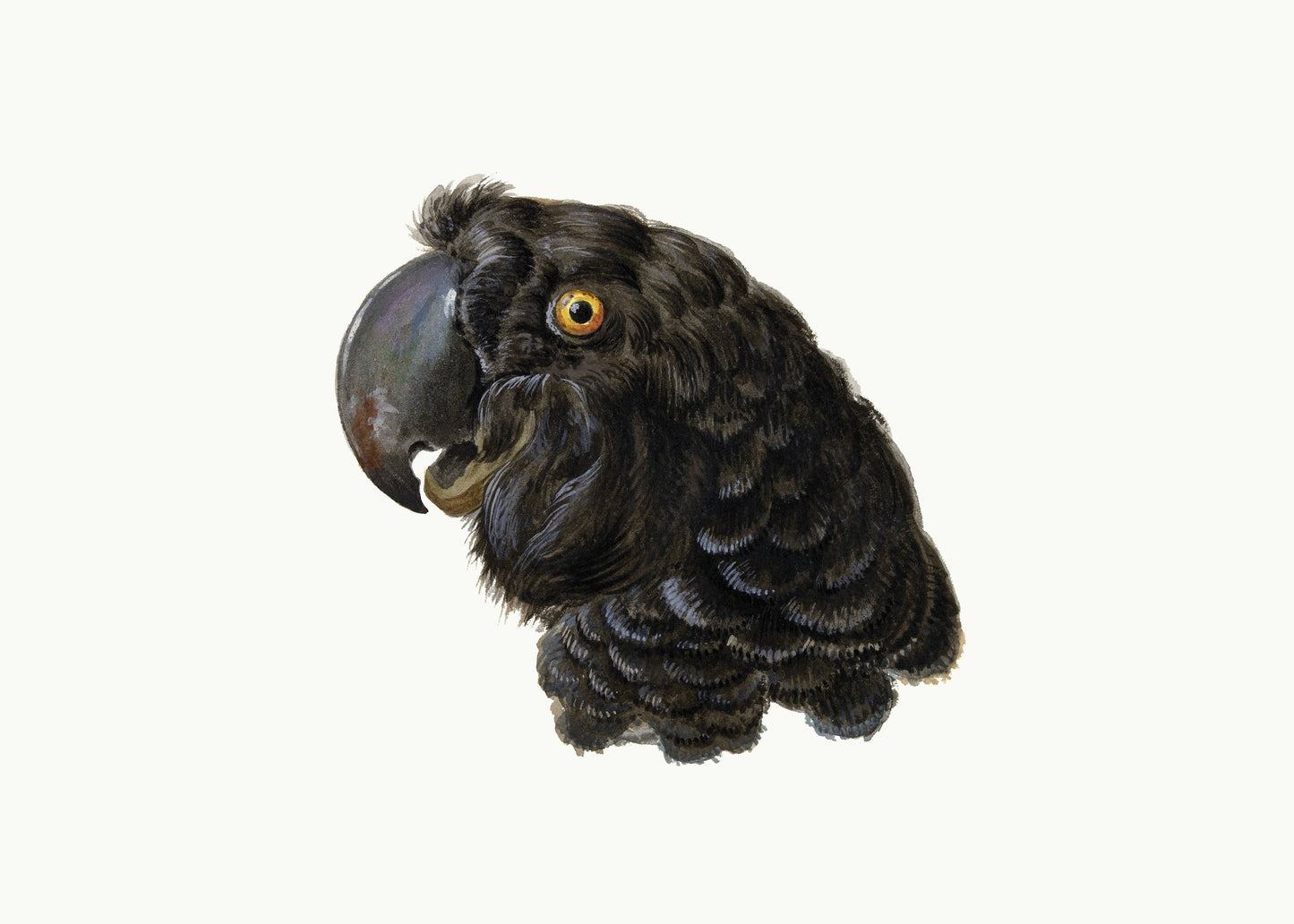 Cockatoo - Poster / Art Print