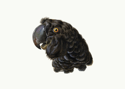 Cockatoo - Poster / Art Print