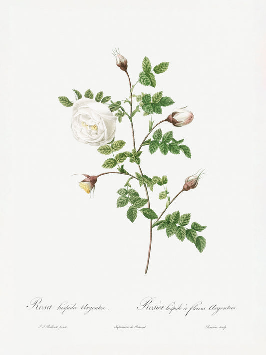 Silver Flowered Hispid Rose, Les Roses (1817–1824) - Poster / Art Print