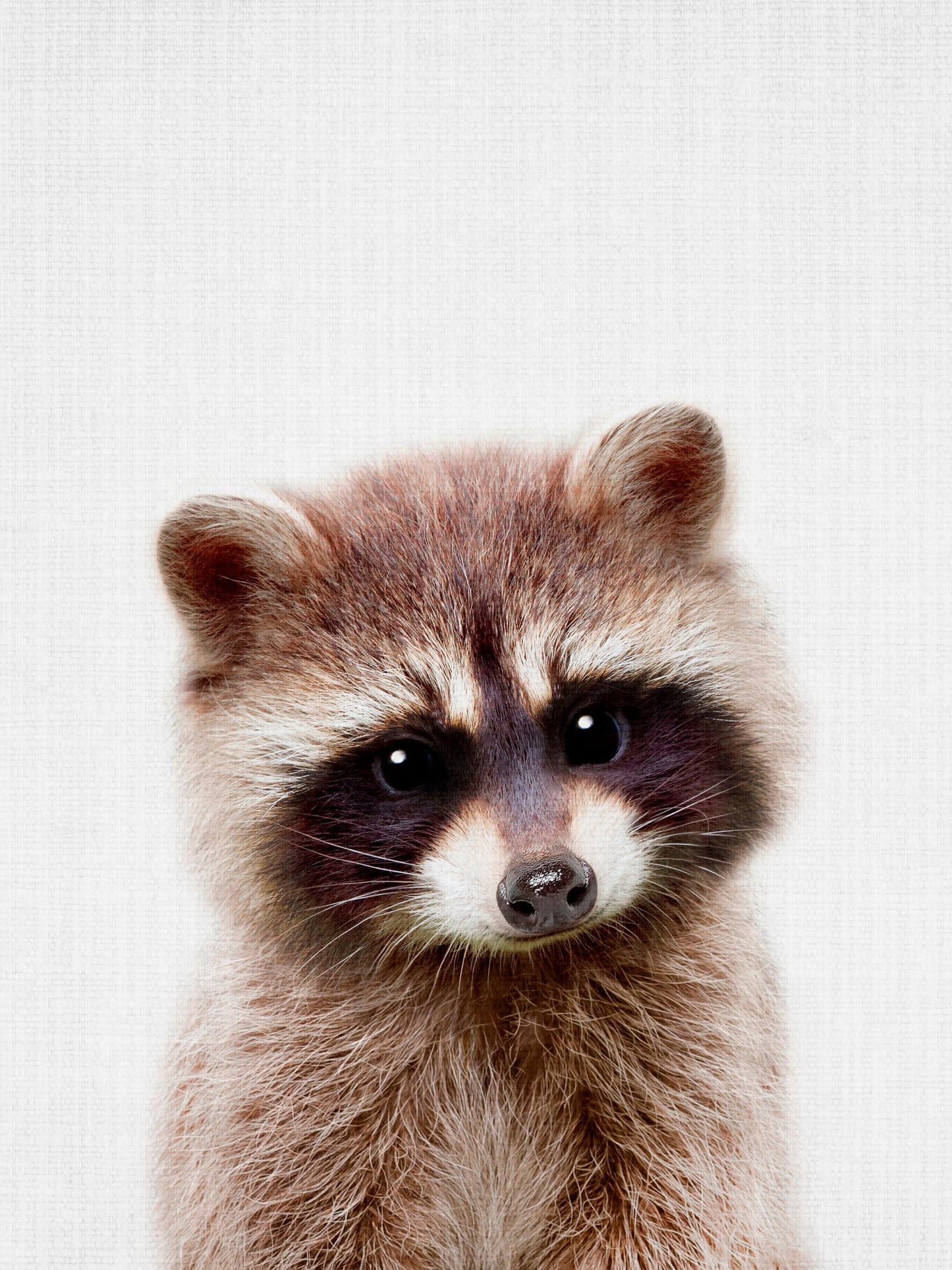 Peekaboo Raccoon - Poster / Art Print