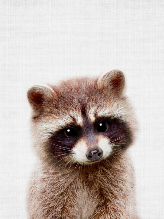 Peekaboo Raccoon - Poster / Art Print