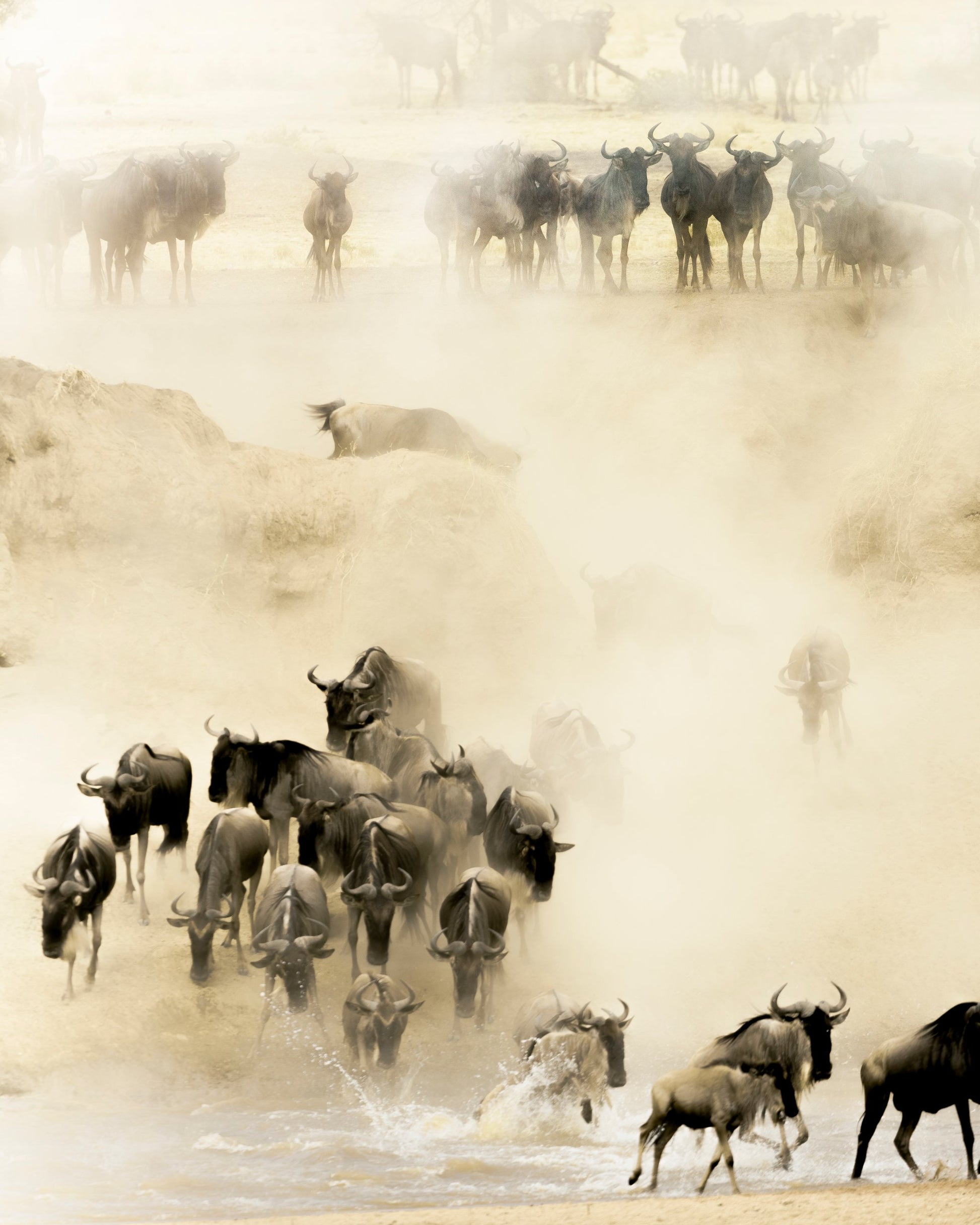 Swarming - Poster / Art Print