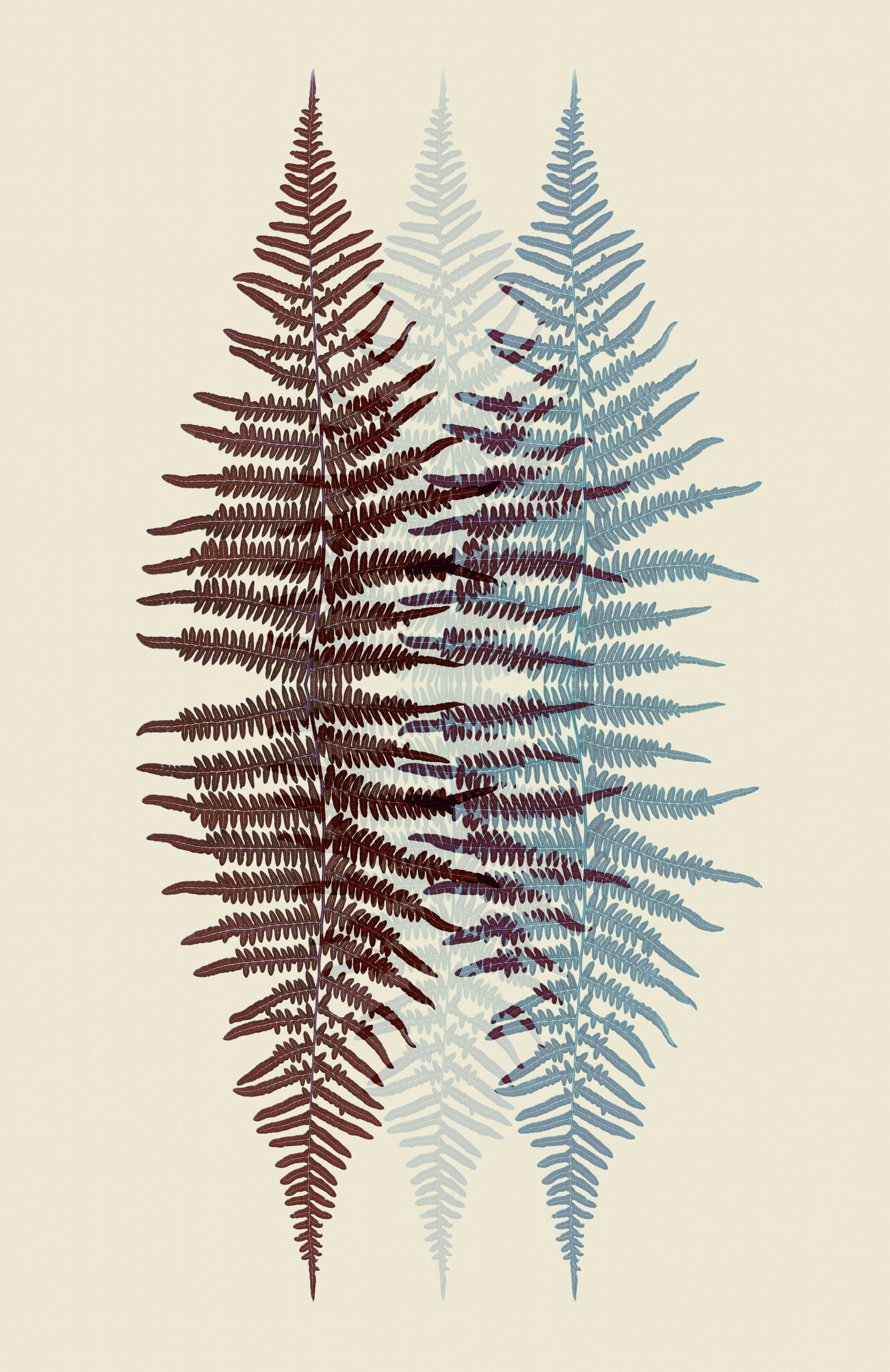 Chocolate and Teal Fern - Poster / Art Print