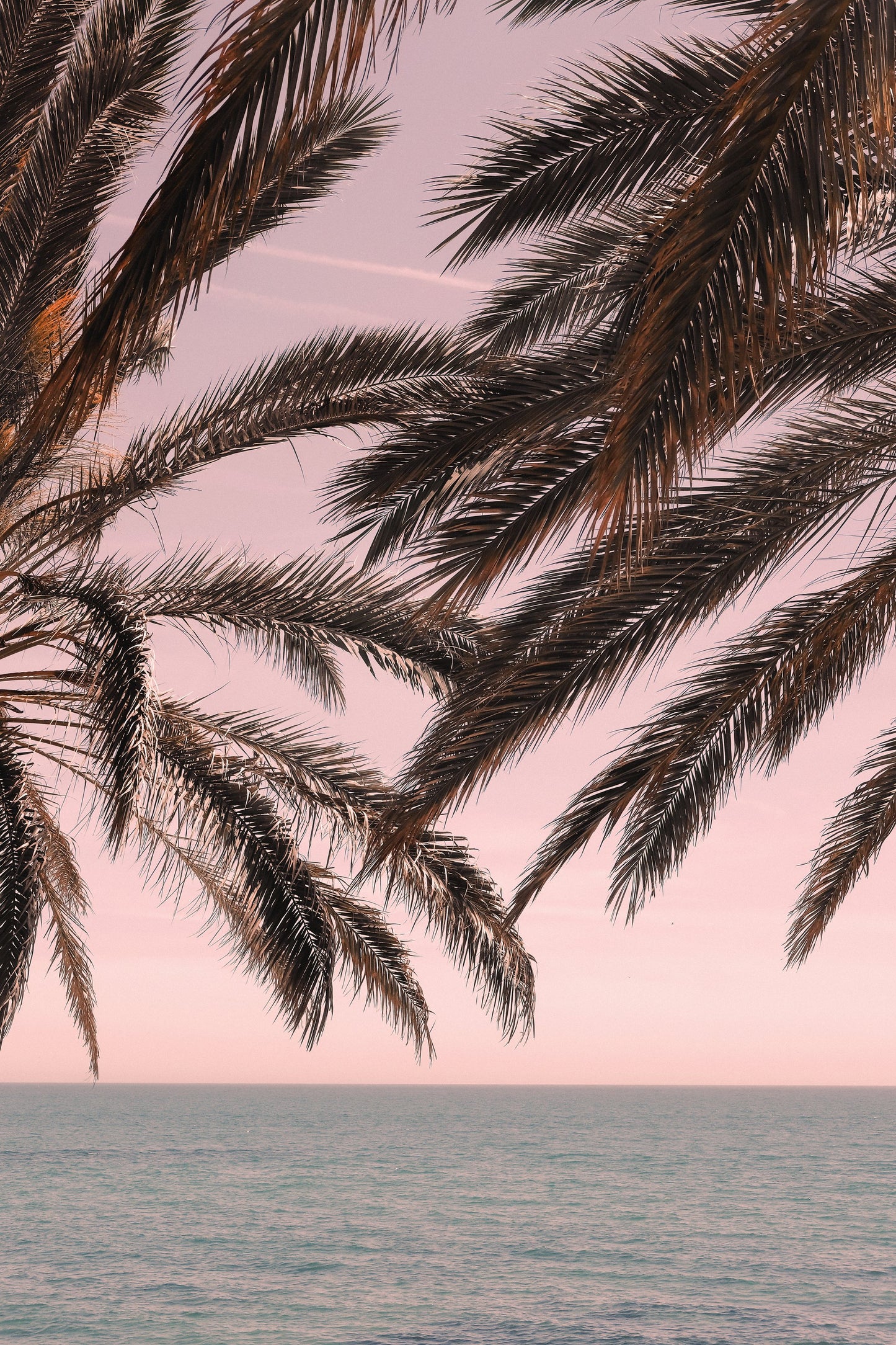 Palm_011 - Poster / Art Print