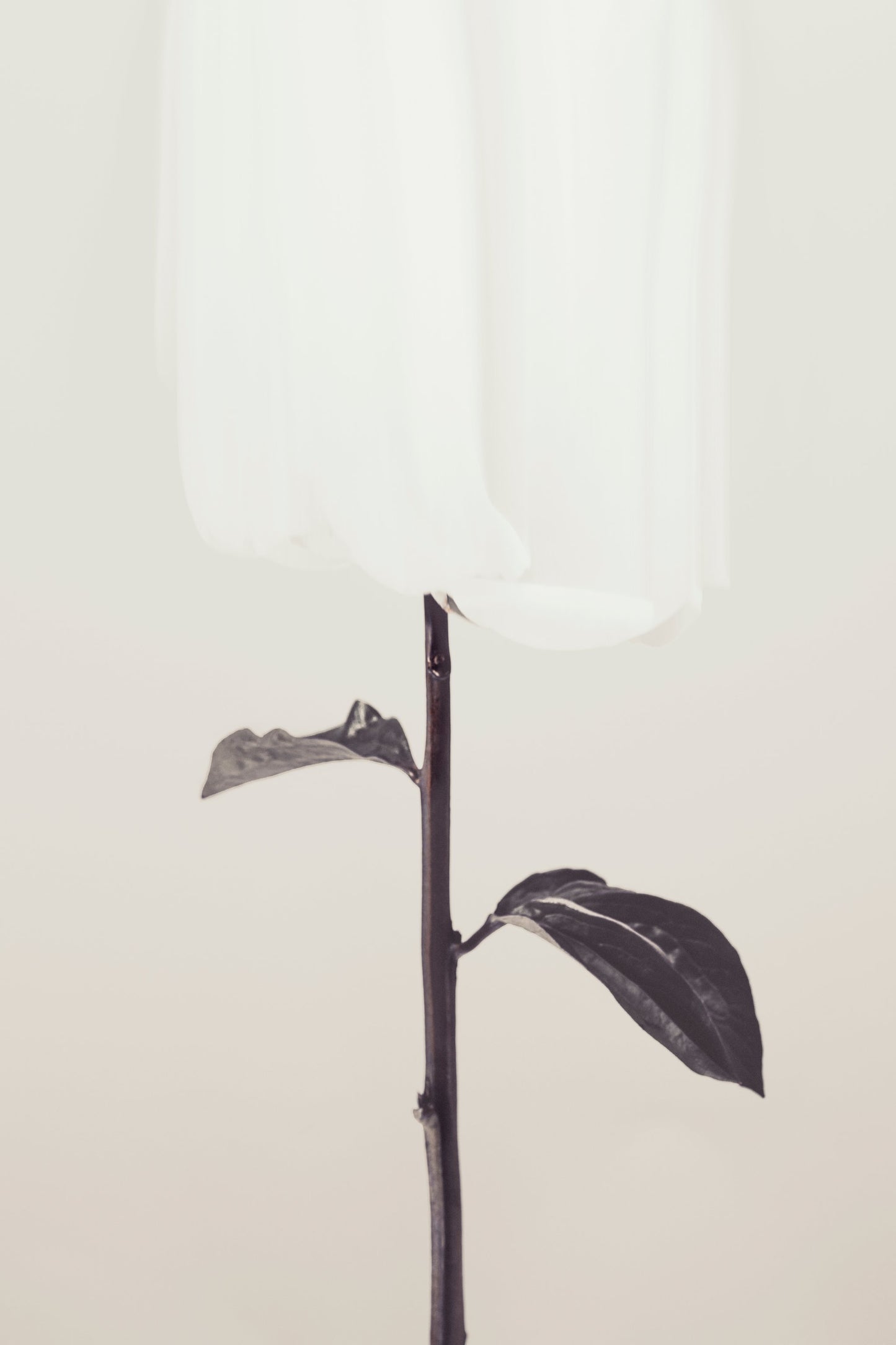 Peony 18 - Poster / Art Print