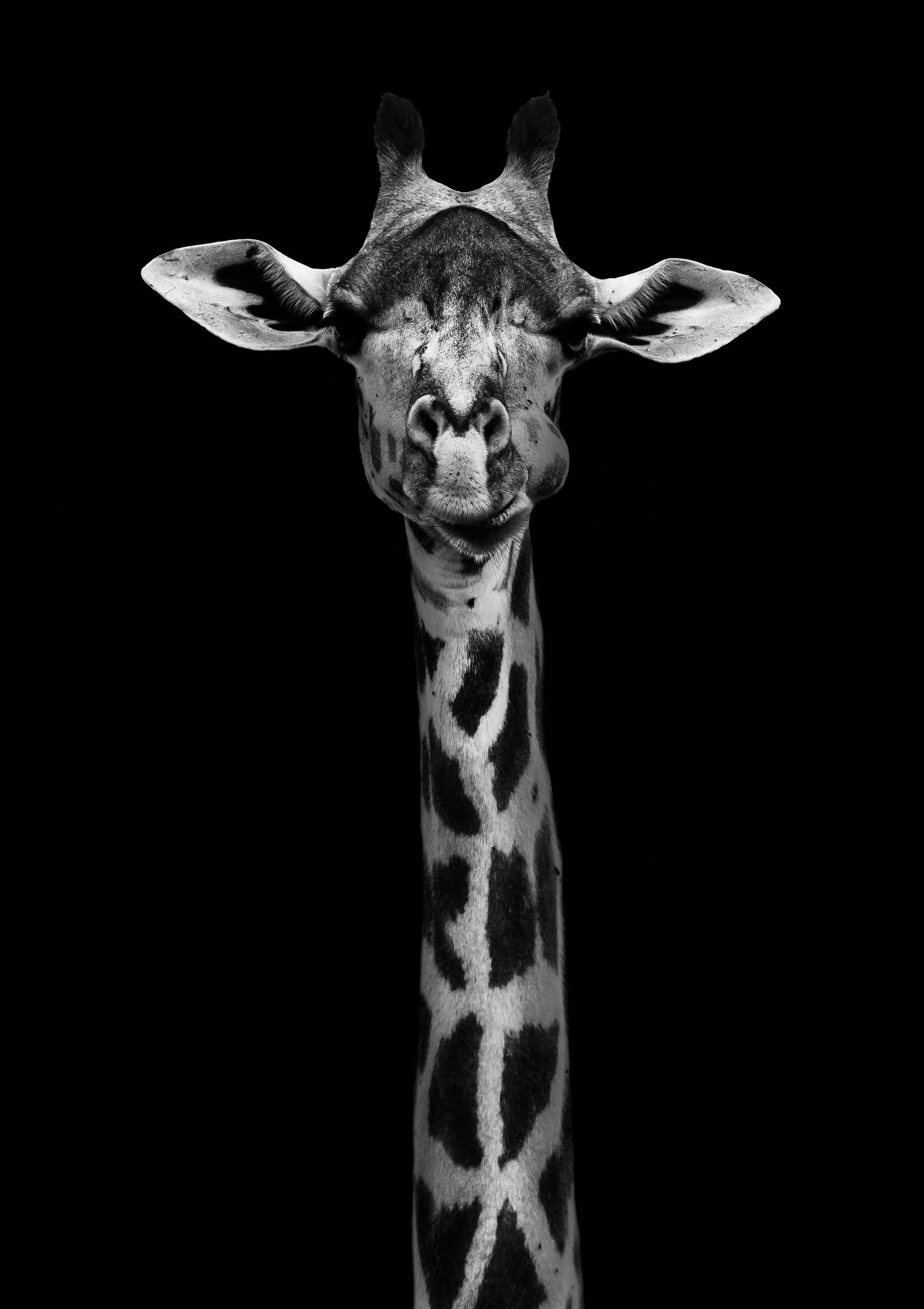 Giraffe Portrait - Poster / Art Print