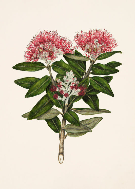 Pohutukawa   Metrosideros Tomentosa Drawn By Sarah Featon (1848–1927) - Poster / Art Print
