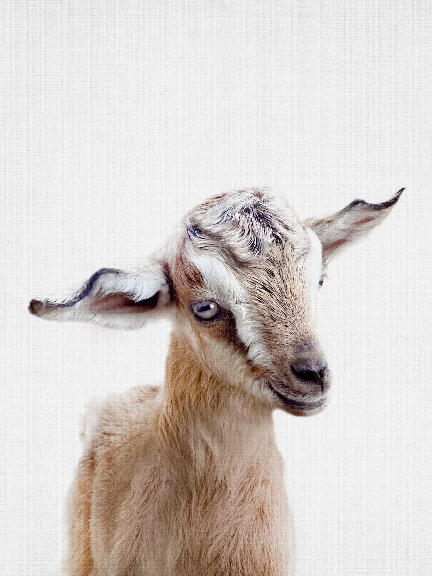 Peekaboo Baby Goat - Poster / Art Print